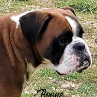 Nico, a male Boxer for sale in New London, IA – Photo 2 of 3