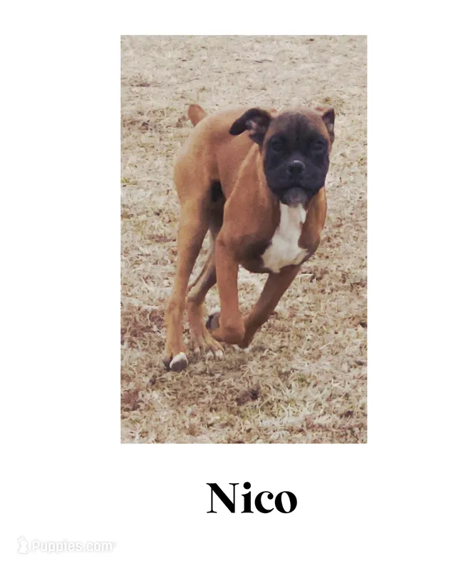 Nico – Boxer puppy for sale in New London, IA