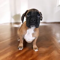 Nico, a male Boxer for sale in New London, IA – Photo 1 of 3