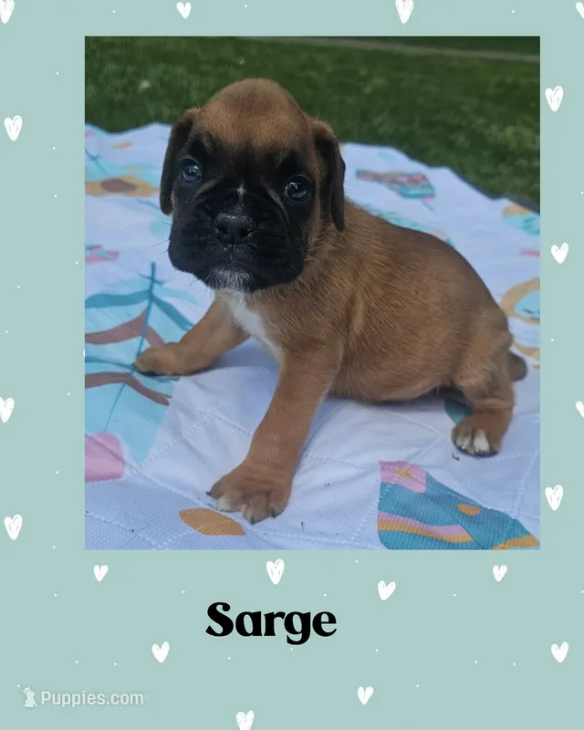 Sarge – Boxer puppy for sale in New London, IA
