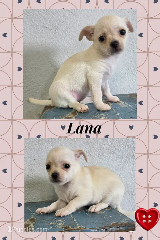 Lana, a female Chihuahua for sale in New London, IA – 1 of 3