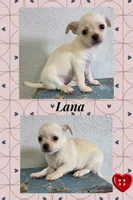 Lana, a female Chihuahua for sale in New London, IA – 1 of 3