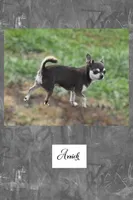 Audrey, a female Chihuahua for sale in New London, IA – 3 of 3