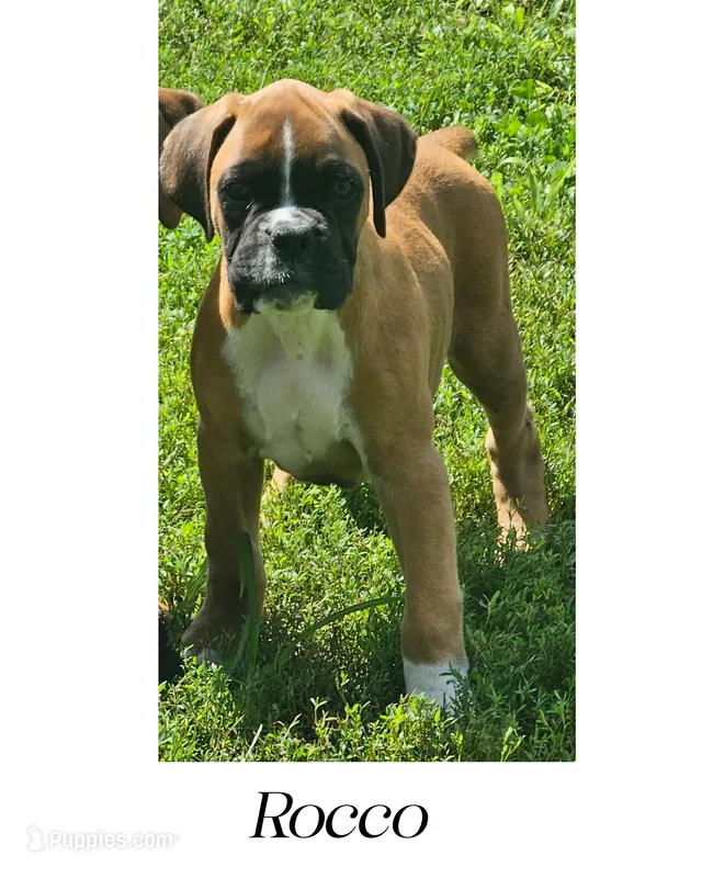Rocco – Boxer puppy for sale in New London, IA