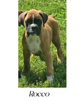 Rocco, a male Boxer for sale in New London, IA – 1 of 4