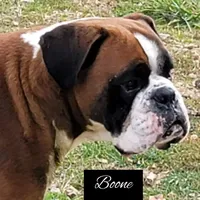 Jerry, a male Boxer for sale in New London, IA – Photo 3 of 5