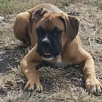Jerry, a male Boxer for sale in New London, IA – Photo 2 of 5