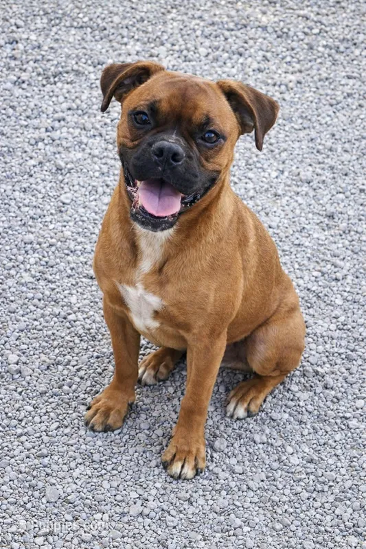Jerry – Boxer puppy for sale in New London, IA