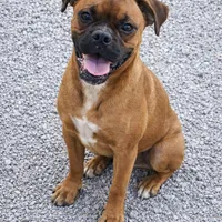 Jerry, a male Boxer for sale in New London, IA – Photo 5 of 5