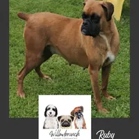 Jerry, a male Boxer for sale in New London, IA – Photo 4 of 5