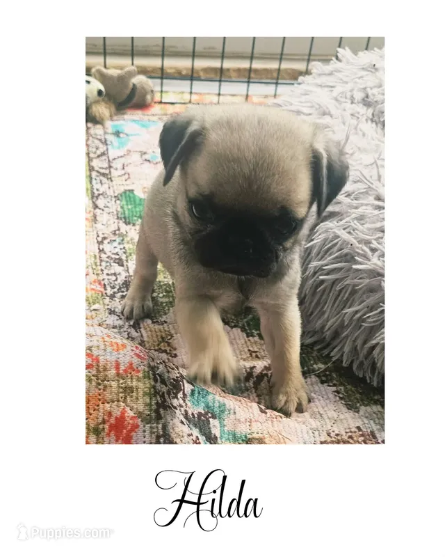 Hilda – Pug puppy for sale in New London, IA