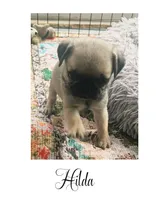 Hilda, a female Pug for sale in New London, IA – 1 of 1