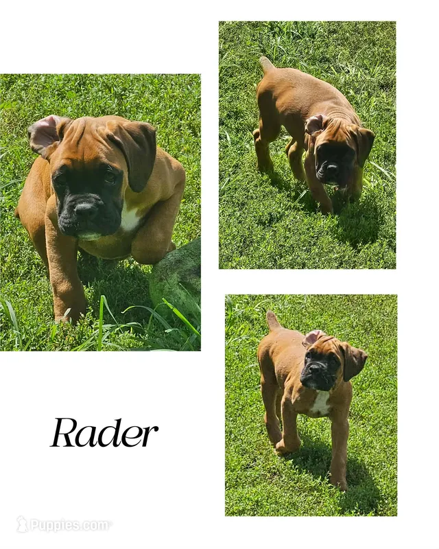 Rader – Boxer puppy for sale in New London, IA