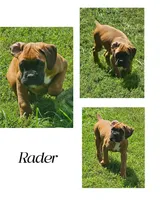 Rader, a male Boxer for sale in New London, IA – 1 of 3