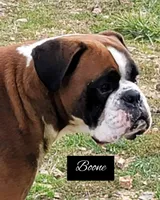 ALIYAH, a female Boxer for sale in New London, IA – Photo 3 of 3