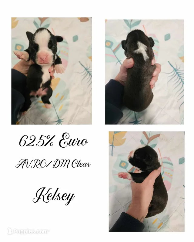 ALIYAH – Boxer puppy for sale in New London, IA