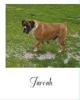 Dudette, a female Boxer for sale in New London, IA – 2 of 3