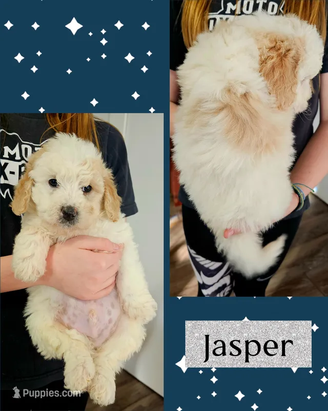 JASPER
