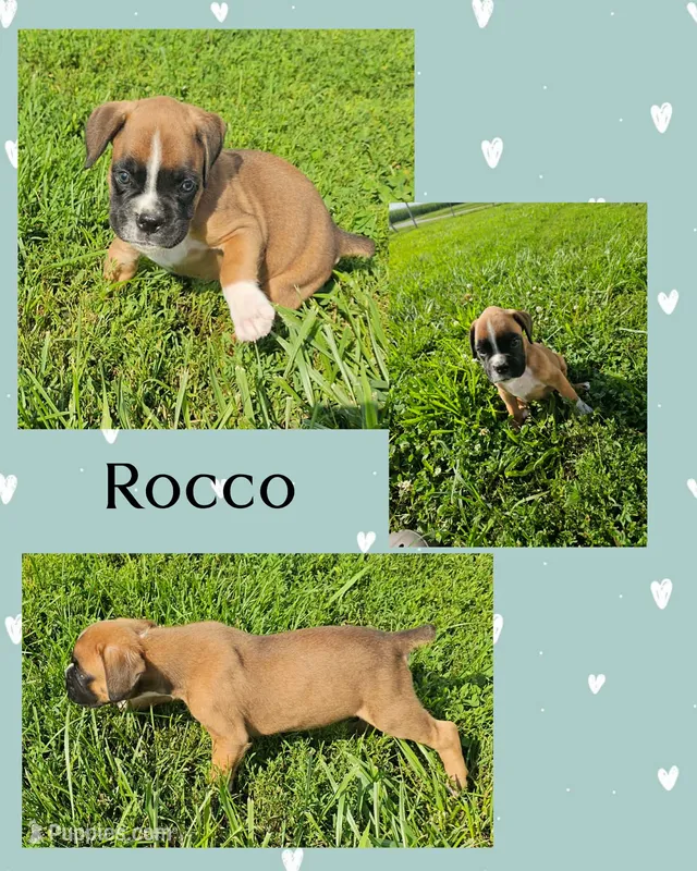 Rocco – Boxer puppy for sale in New London, IA