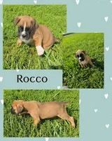 Rocco, a male Boxer for sale in New London, IA – 1 of 1