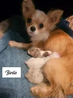 Misha, a female Chihuahua for sale in New London, IA – 2 of 3
