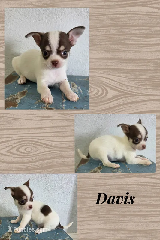 Davis, a male Chihuahua for sale in New London, IA – 1 of 3