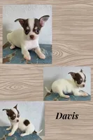 Davis, a male Chihuahua for sale in New London, IA – 1 of 3