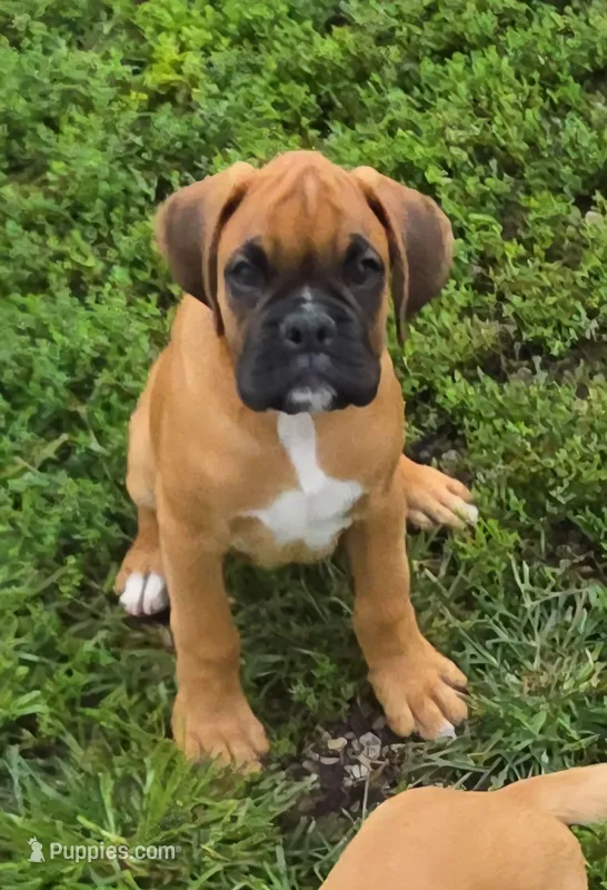 Sarge – Boxer puppy for sale in New London, IA
