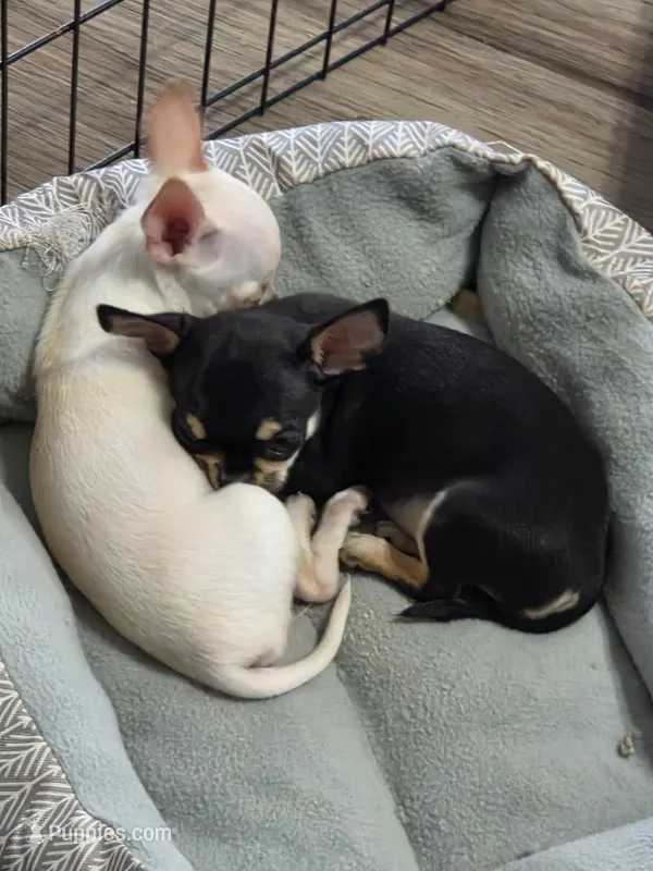 Tad SH – Chihuahua puppy for sale in New London, IA