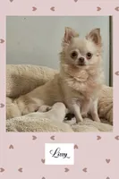 crosby, a male Chihuahua for sale in New London, IA – 2 of 3