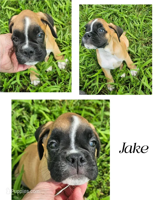 Jake – Boxer puppy for sale in New London, IA