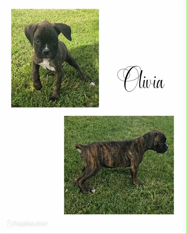 Olivia – Boxer puppy for sale in New London, IA