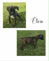 Olivia, a female Boxer for sale in New London, IA – 1 of 1