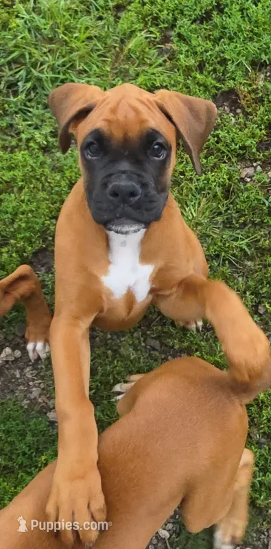 Rader – Boxer puppy for sale in New London, IA