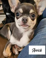 Misha, a female Chihuahua for sale in New London, IA – 3 of 3