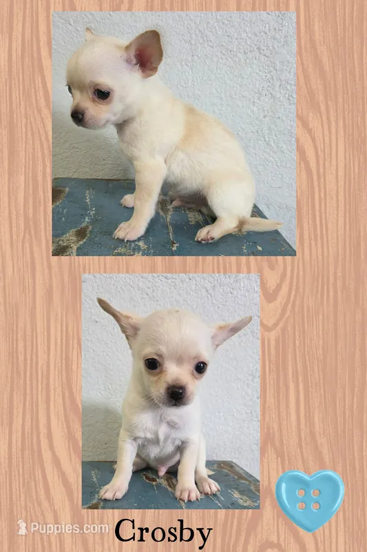 crosby, a male Chihuahua for sale in New London, IA – 1 of 3