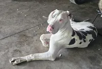 Sunny, a female Great Dane for sale in New London, IA – Photo 2 of 4