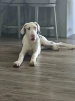 Sunny, a female Great Dane for sale in New London, IA – Photo 1 of 4