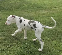 Sunny, a female Great Dane for sale in New London, IA – Photo 4 of 4