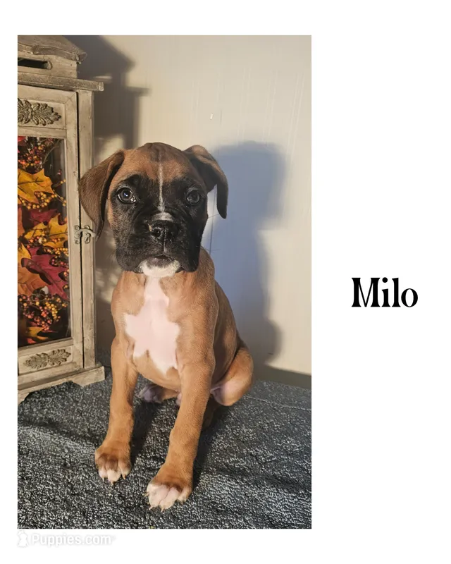 Milo