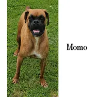 Milo, a male Boxer for sale in New London, IA – Photo 4 of 4