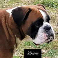 Milo, a male Boxer for sale in New London, IA – Photo 3 of 4