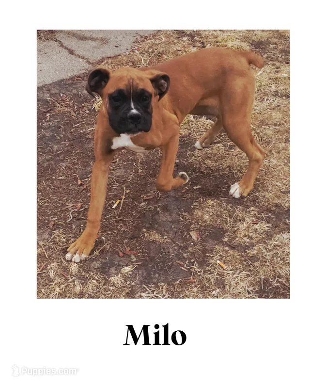 Milo – Boxer puppy for sale in New London, IA