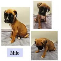 Milo, a male Boxer for sale in New London, IA – Photo 2 of 4