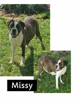 RHIANNA, a female Boxer for sale in New London, IA – Photo 2 of 3
