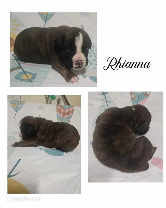 RHIANNA – Boxer puppy for sale in New London, IA