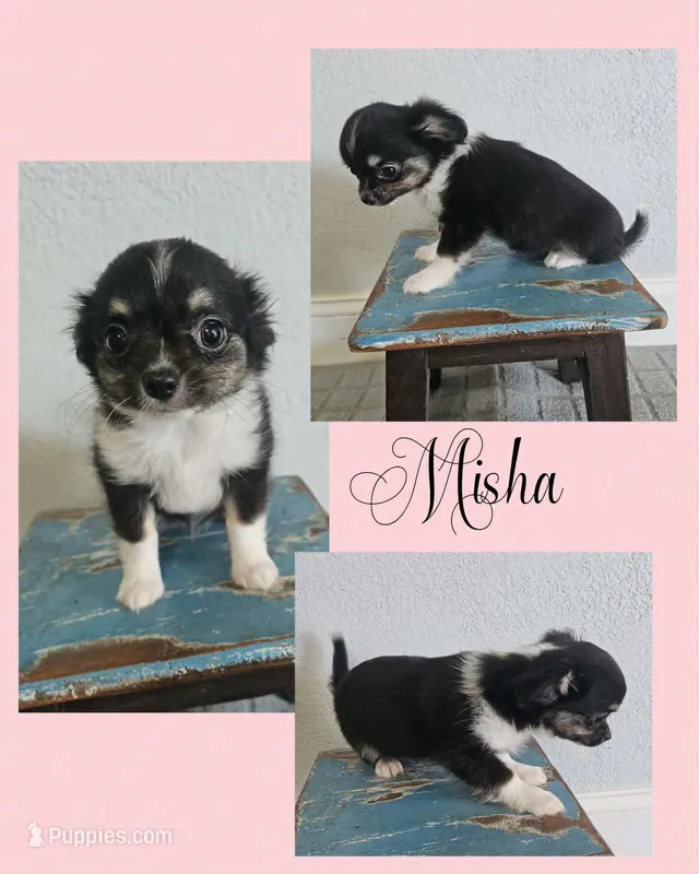 Misha – Chihuahua puppy for sale in New London, IA