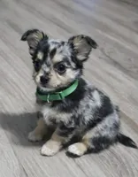 Merlin, a male Chihuahua for sale in New London, IA – Photo 1 of 3