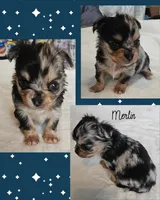 Merlin, a male Chihuahua for sale in New London, IA – Photo 3 of 3