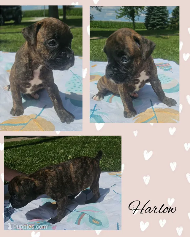 Harlow  – Boxer puppy for sale in New London, IA